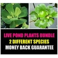 thumbnail image 1 of Water Lettuce and Water Hyancinth Bundle - 6 Floating Live Pond Plants, 1 of 3