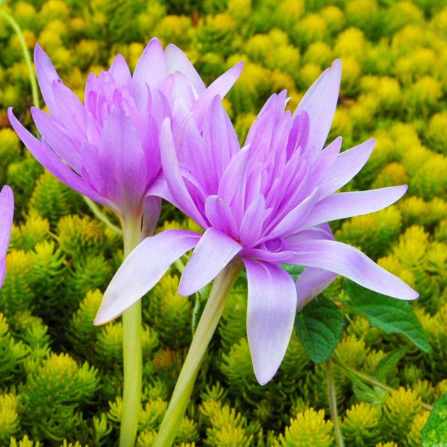 Water Lilies Be Planted At Home For Viewing Water Lily Seeds A Light