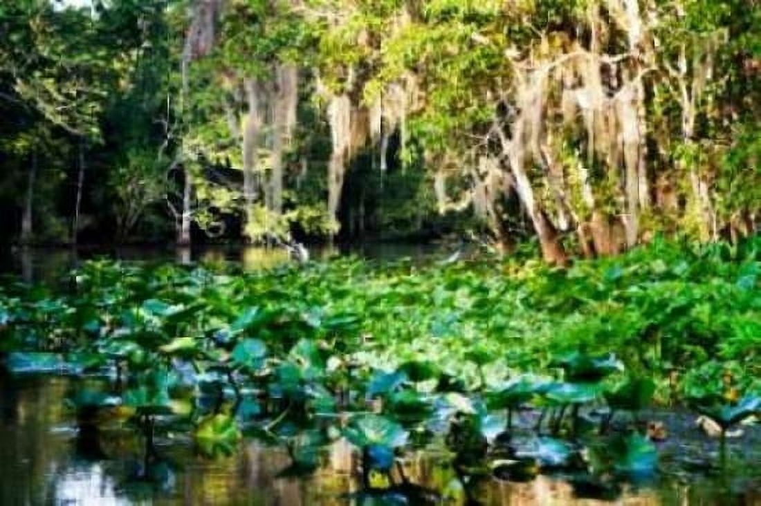 Water Lilies I Canvas Art - Alan Hausenflock (20 x 28)
