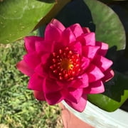 Live Water Lily Tubers | Pre-Grown Hardy Lily Rhizome in White, Pink, Red, Yellow, Orange, Purple Red