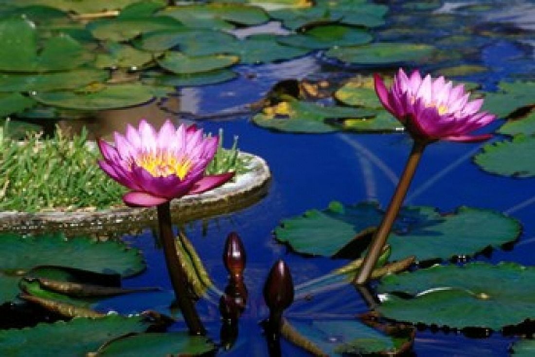 Water Lillies in Reflecting Pool at Palm Grove Gardens Barbados Canvas Art - Greg Johnston DanitaDelimont (36 x 24)