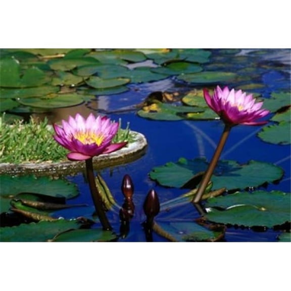 Water Lillies in Reflecting Pool at Palm Grove Gardens Barbados Poster Print by Greg Johnston