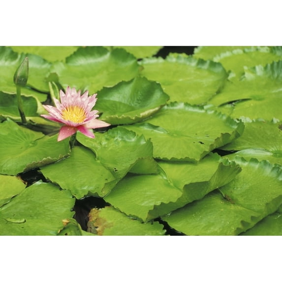 Water Lily And Lily Pads Poster Print