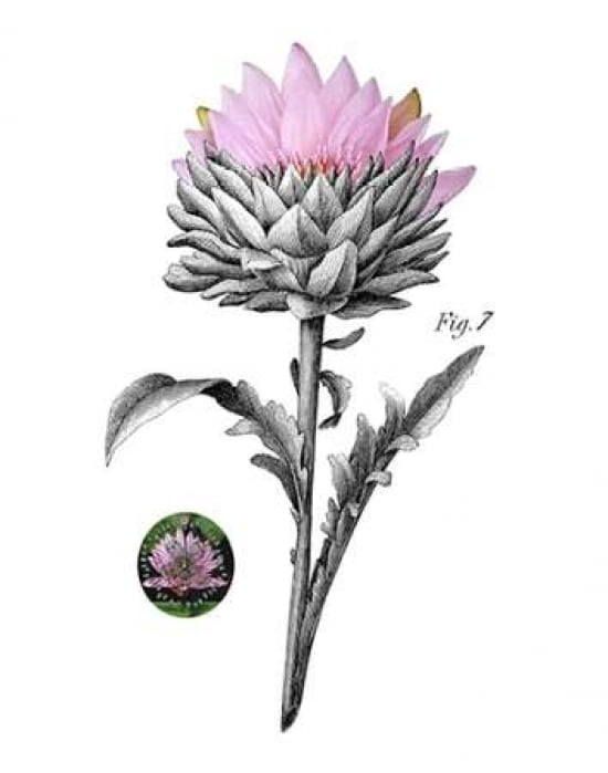 Water Lily Botanical Canvas Art - Heather Johnston (22 x 28)