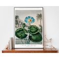 Water Lily By Robert John Thornton Poster, Antique Flower Illustration ...
