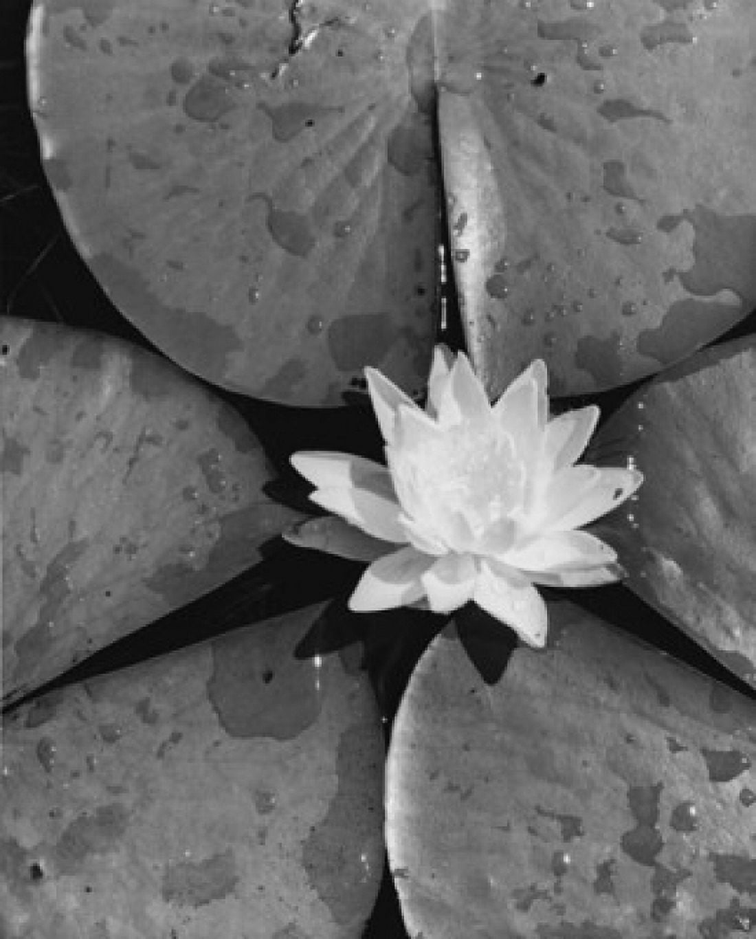Water Lily Canvas Art - (18 x 24)