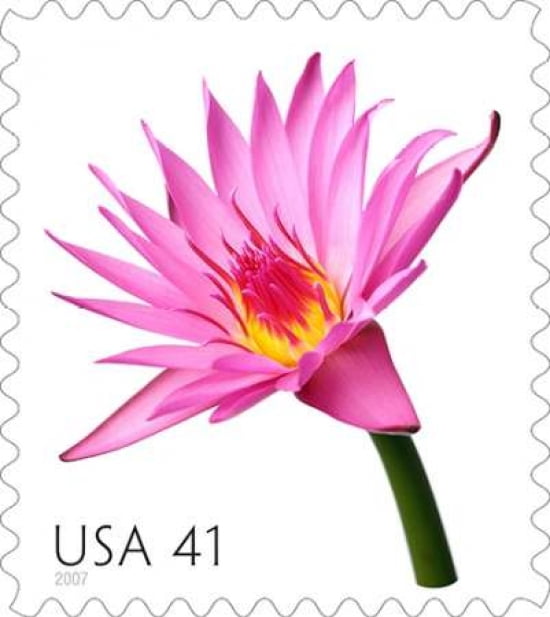 Water Lily Canvas Art - US POSTAL SERVICE (24 x 24)