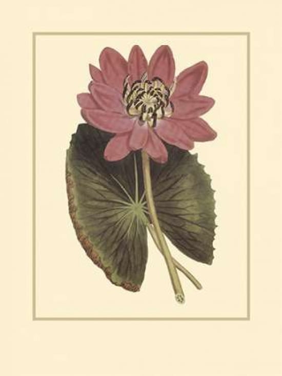 Water Lily Fantasmo Canvas Art - Rafael Landea (18 x 24)