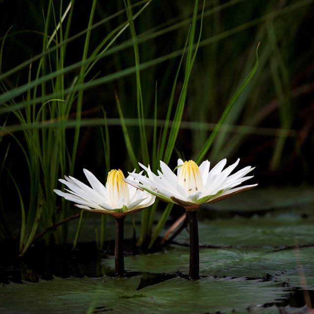 Water Lily Flowers Are Fresh And Beautiful Water Lily Seeds A Light