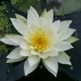 Water Lily Flowers Are Fresh And Beautiful Water Lily Seeds A Light