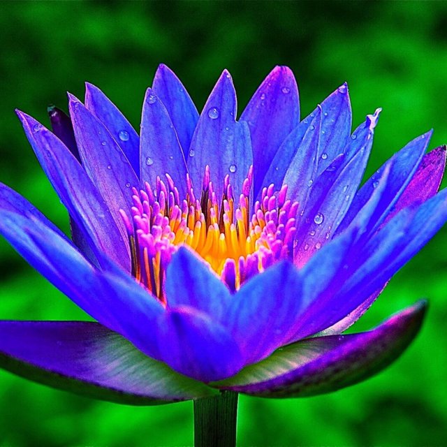 Water Lily Flowers Are Fresh And Beautiful Water Lily Seeds A Light