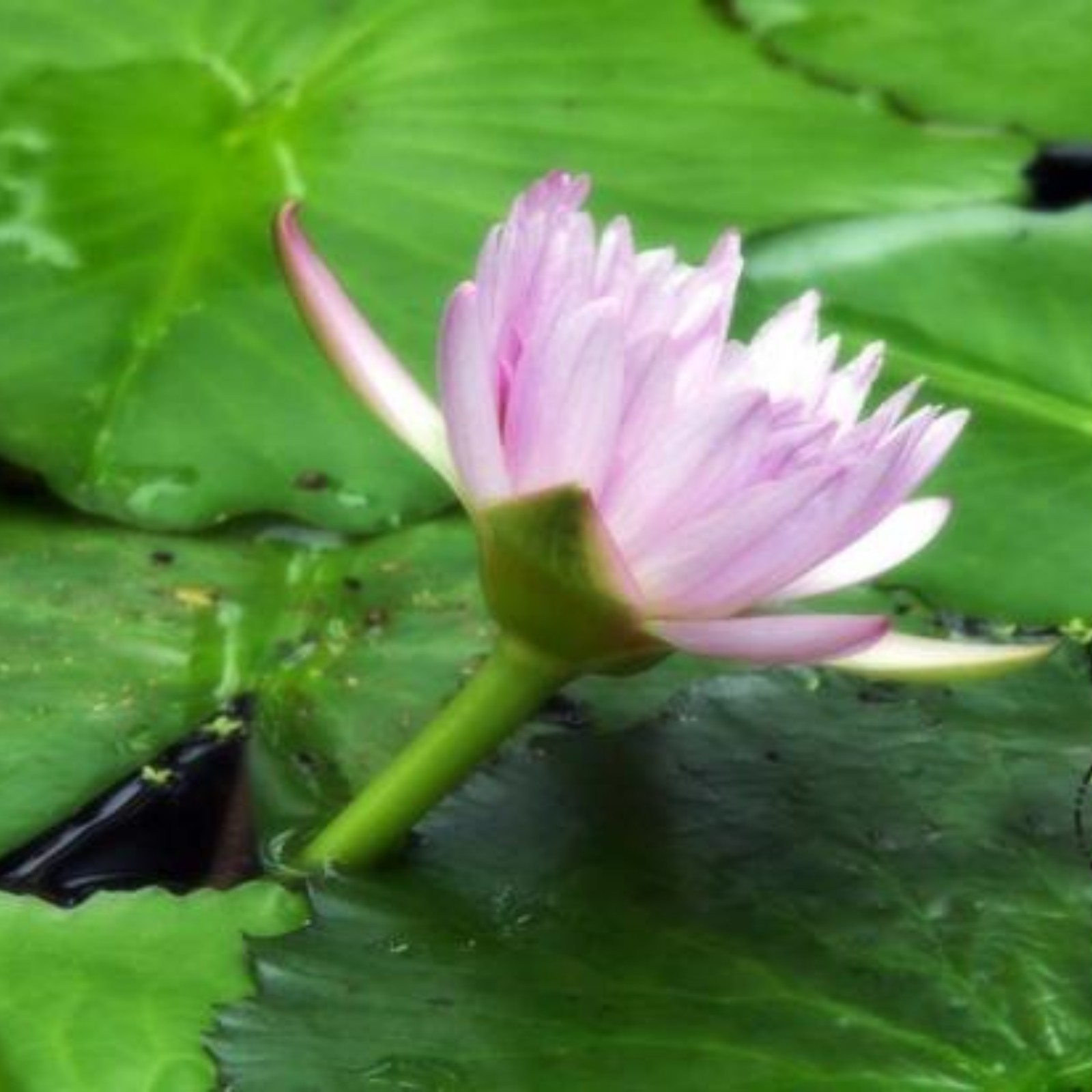 Water Lily Flowers Are Fresh And Beautiful Water Lily Seeds A Light