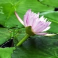 Water Lily Flowers Are Fresh And Beautiful Water Lily Seeds A Light