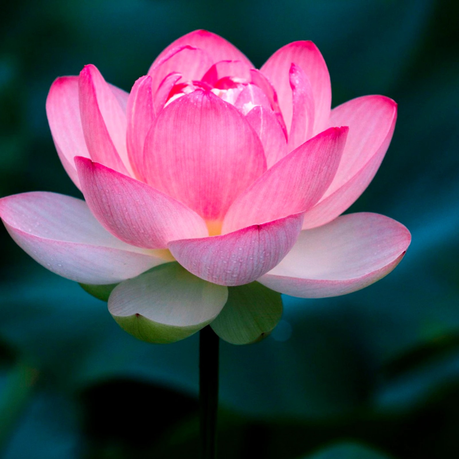 Water Lily Flowers Are Fresh And Beautiful Water Lily Seeds A Light