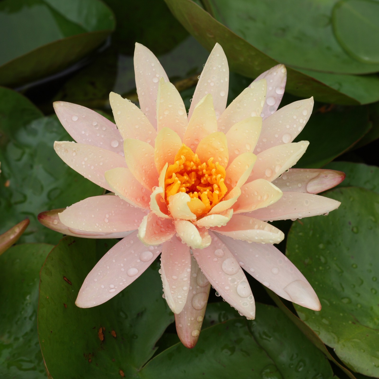 Water Lily Flowers Are Fresh And Beautiful Water Lily Seeds A Light