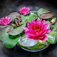 Water Lily Flowers Are Fresh And Beautiful Water Lily Seeds A Light
