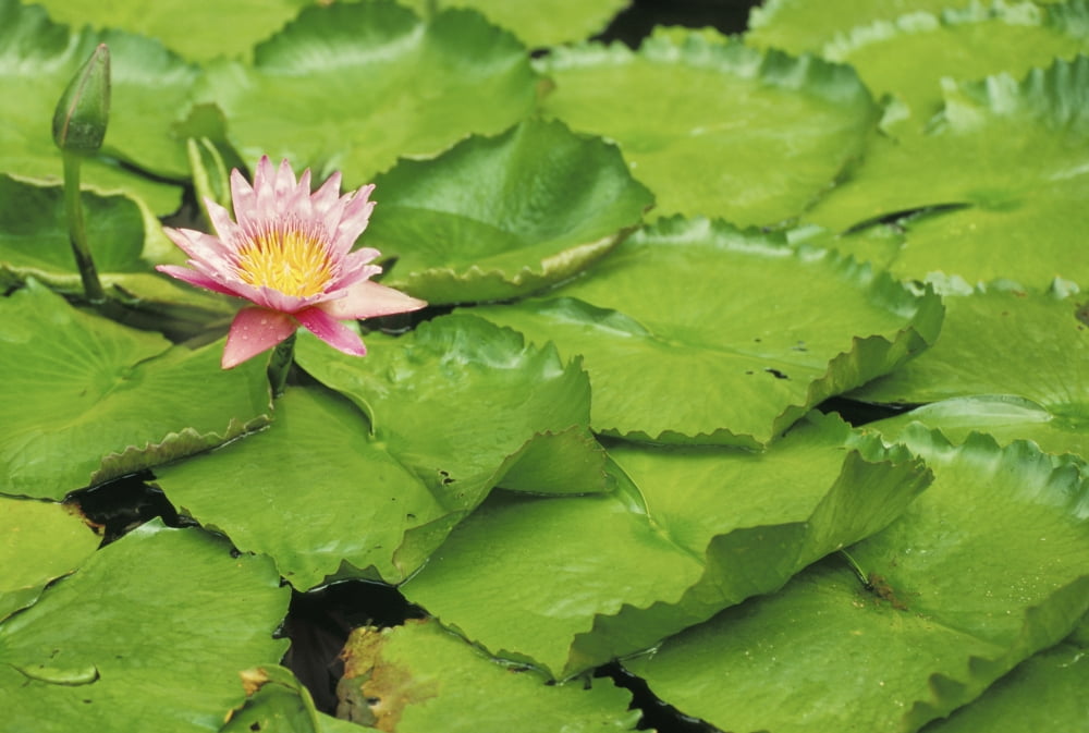 Water Lily (Purple) And Lily Pads Canvas Art - David Cornwell Design Pics (17 x 11)