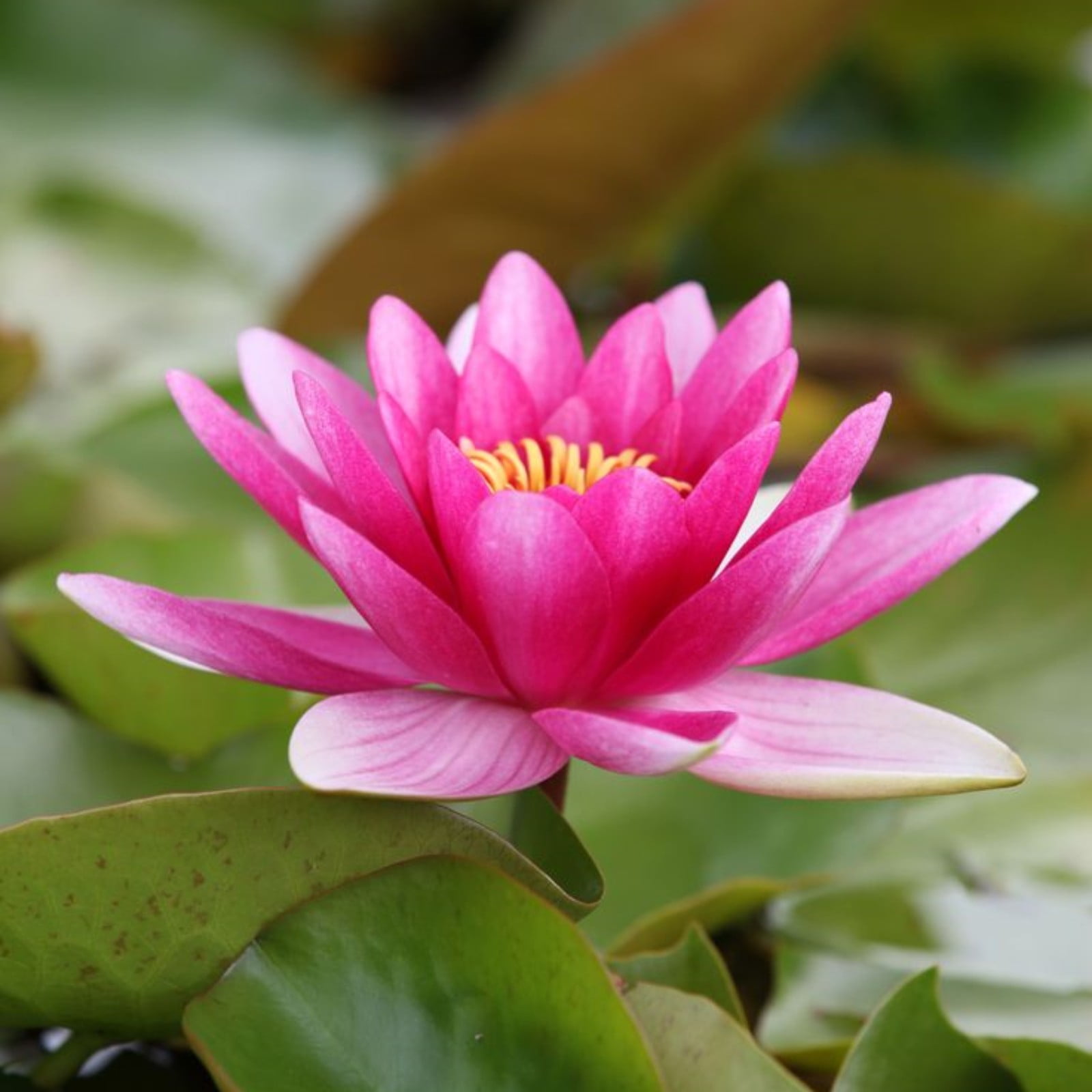 Water Lily Seeds- A Light Fragrance Water Lilies Be Planted At Home For ...