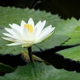 Water Lily Seeds Water Lily Is A Hydroponic Plant Water Lily Can Be