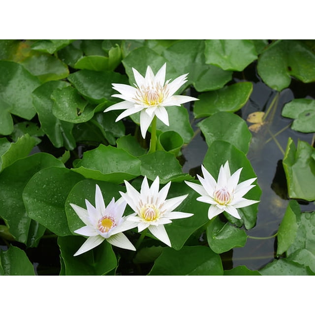 Water Lily Seeds Water Lily Is A Hydroponic Plant Water Lily Can Be