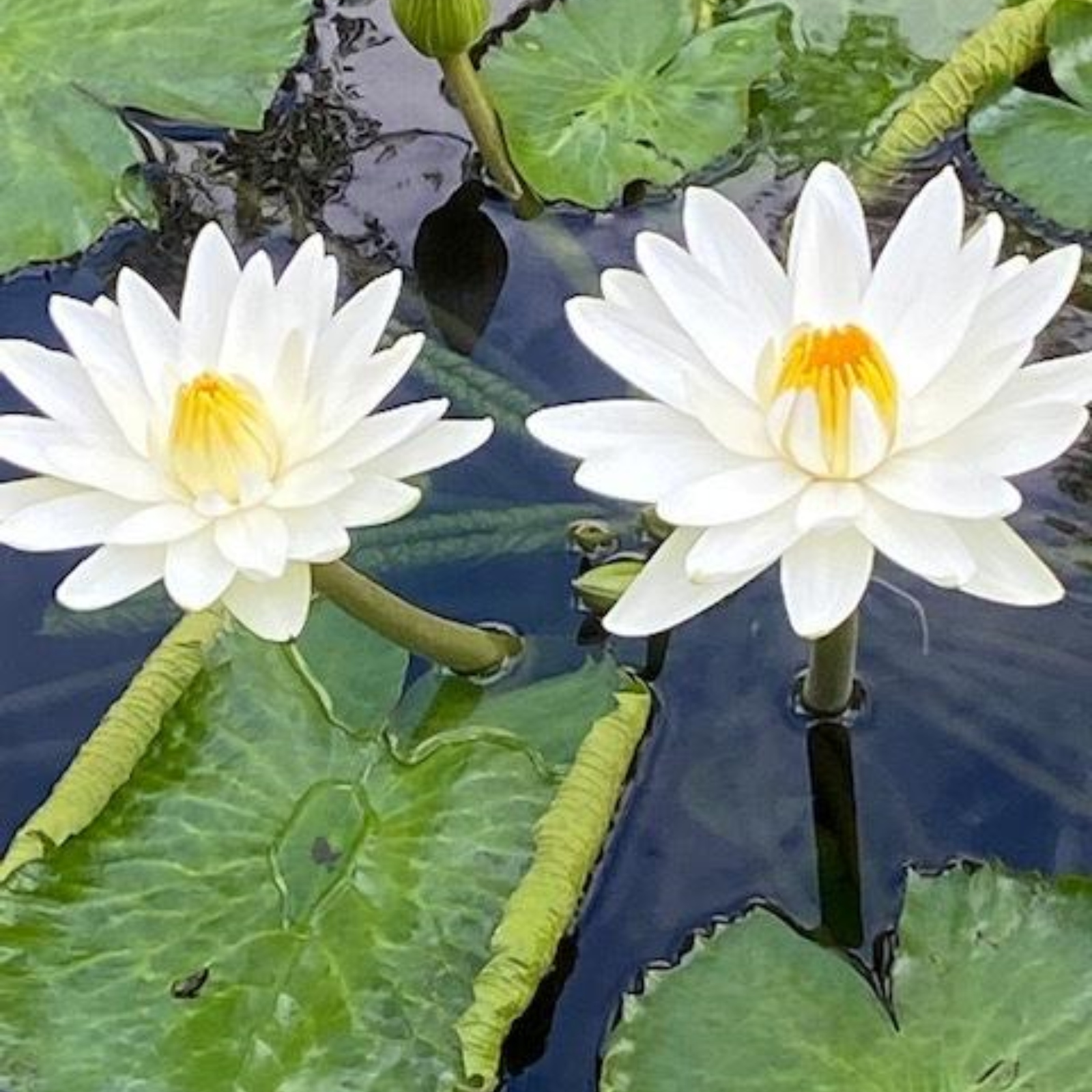 Water Lily Seeds Water Lily Is A Hydroponic Plant Water Lily Can Be