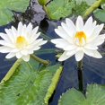 Water Lily Seeds Water Lily Is A Hydroponic Plant Water Lily Can Be