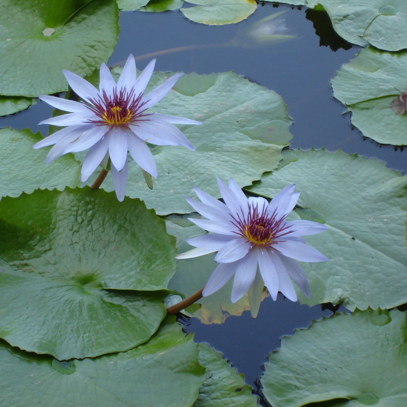 Water Lily Seeds Water Lily Is A Hydroponic Plant Water Lily Can Be