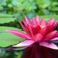 Water Lily Seeds Water Lily Is A Hydroponic Plant Water Lily Can Be