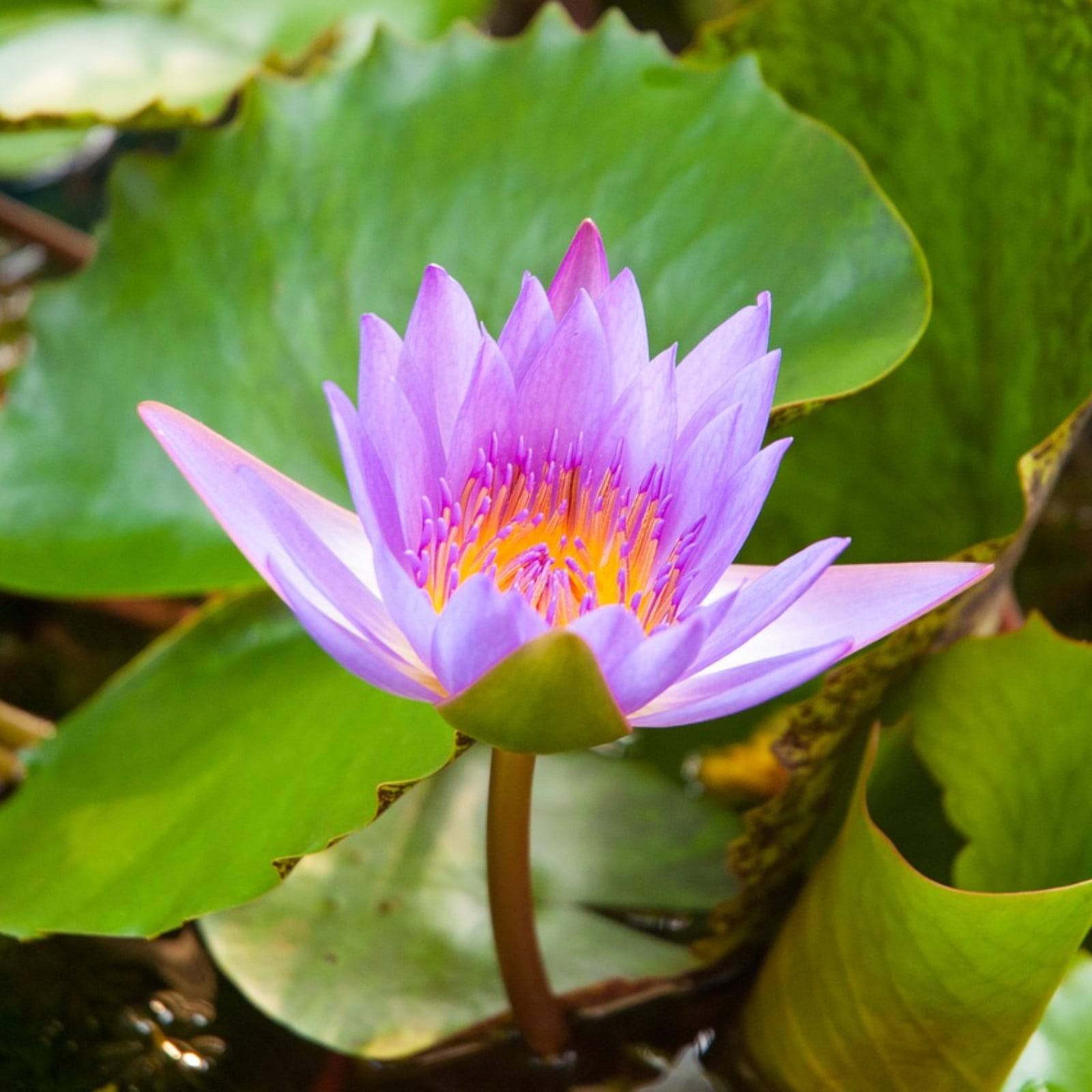 Water Lily Seeds Water Lilies Can Be Grown At Home For Viewing Water