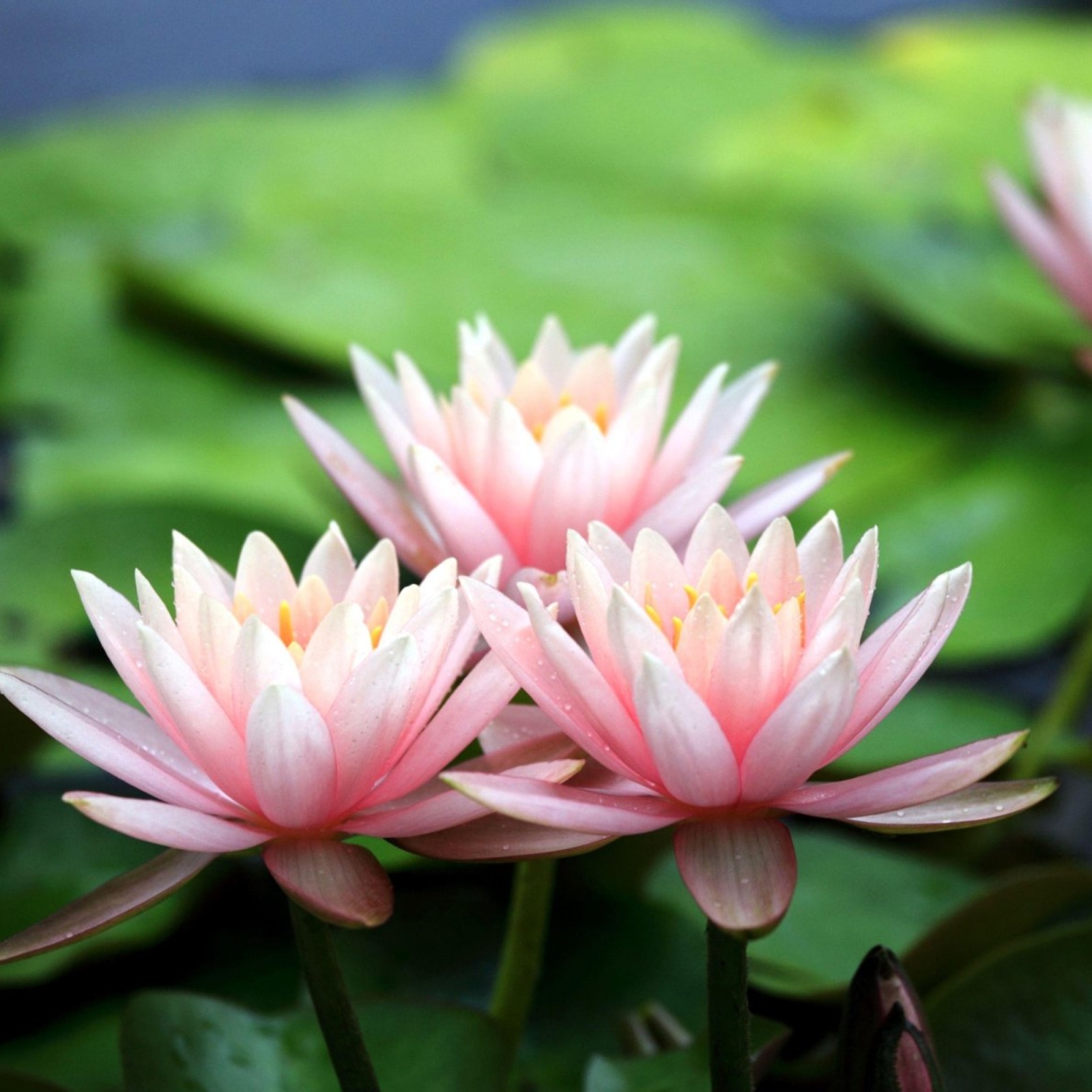 Water Lily Seeds Water Lilies Have A Light Fragrance Water Lilies Attract Bees and Butterflies