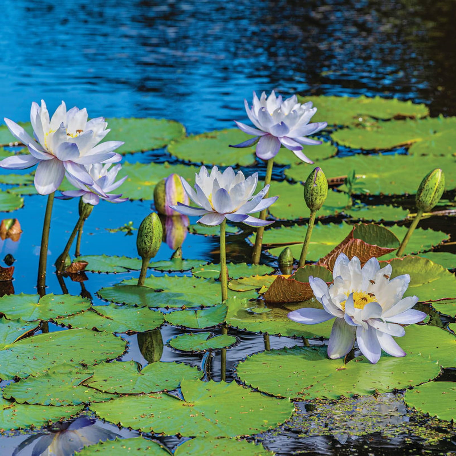 Water Lily Seeds Water Lilies Have A Light Fragrance Water Lilies Attract Bees and Butterflies