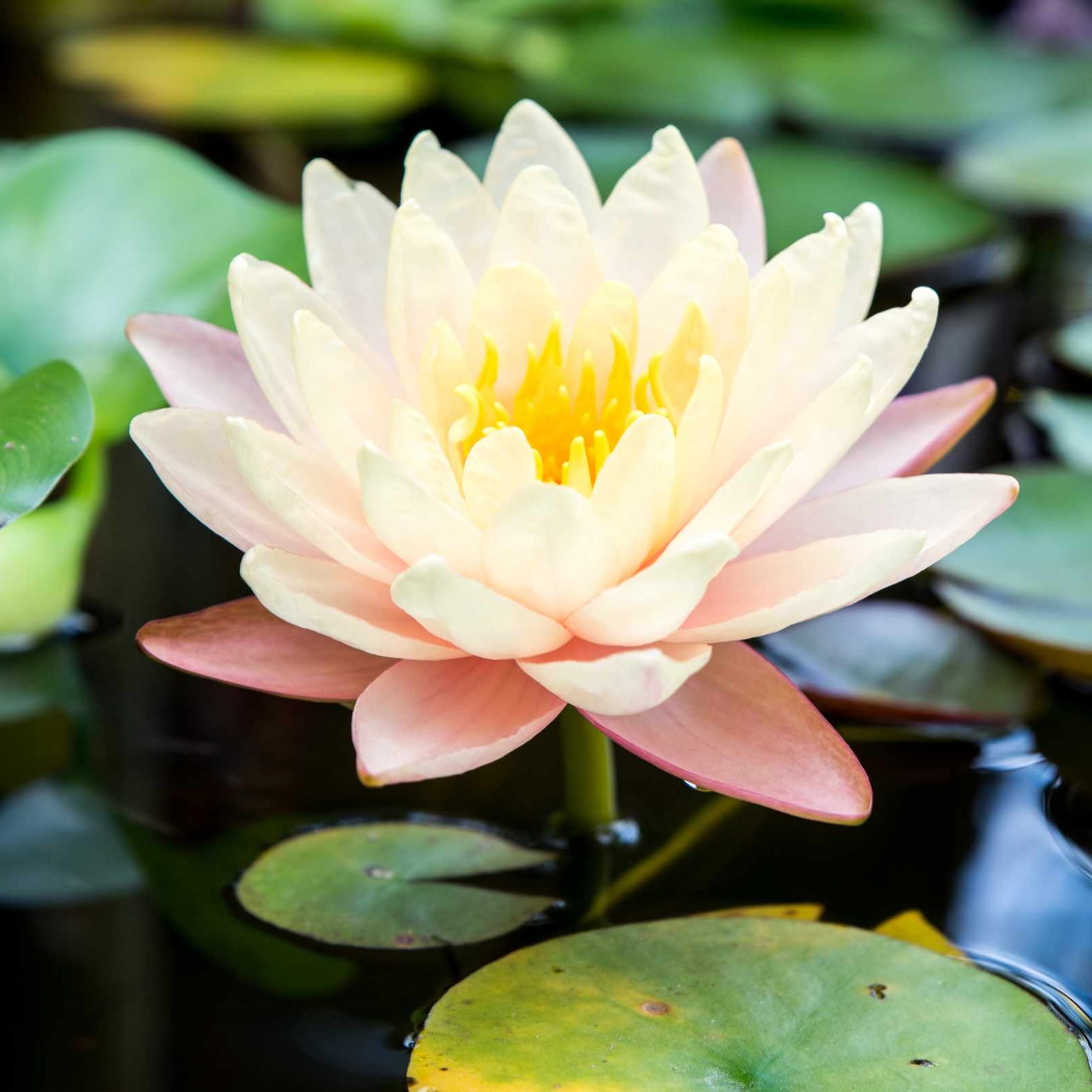 Water Lily Seeds Water Lilies Have A Light Fragrance Water Lilies Can