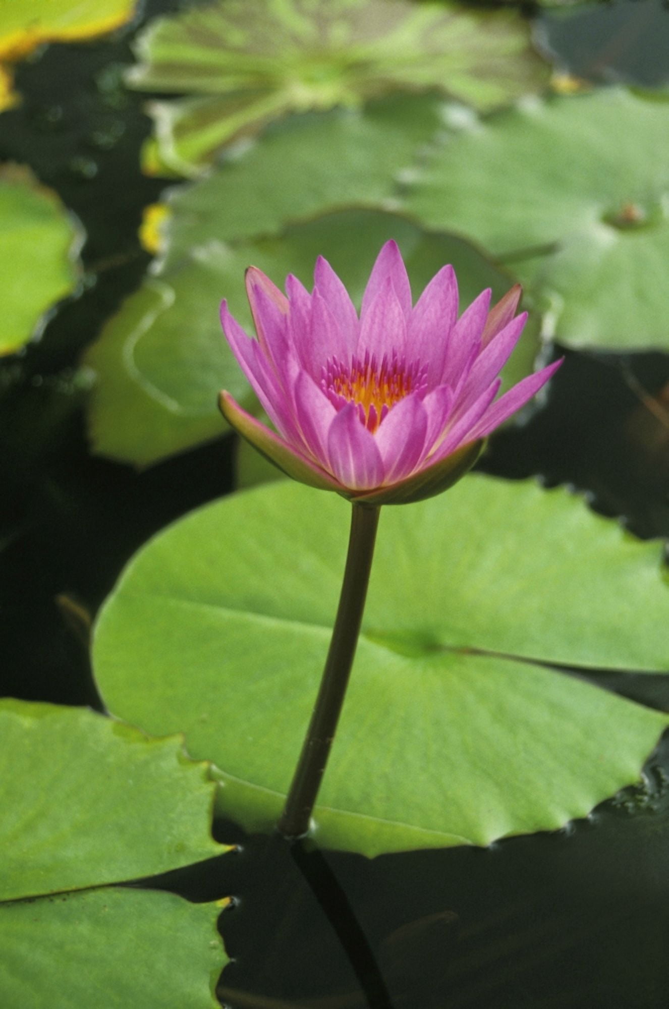 Water Lily Single Purple Blossom Canvas Art - Mary Van de Ven Design Pics (22 x 34)
