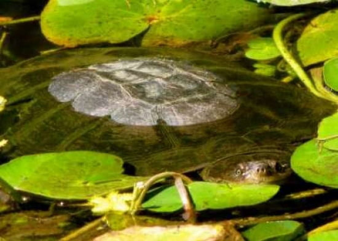 Water Lily Turtle Canvas Art - Dana Underdahl (20 x 28)