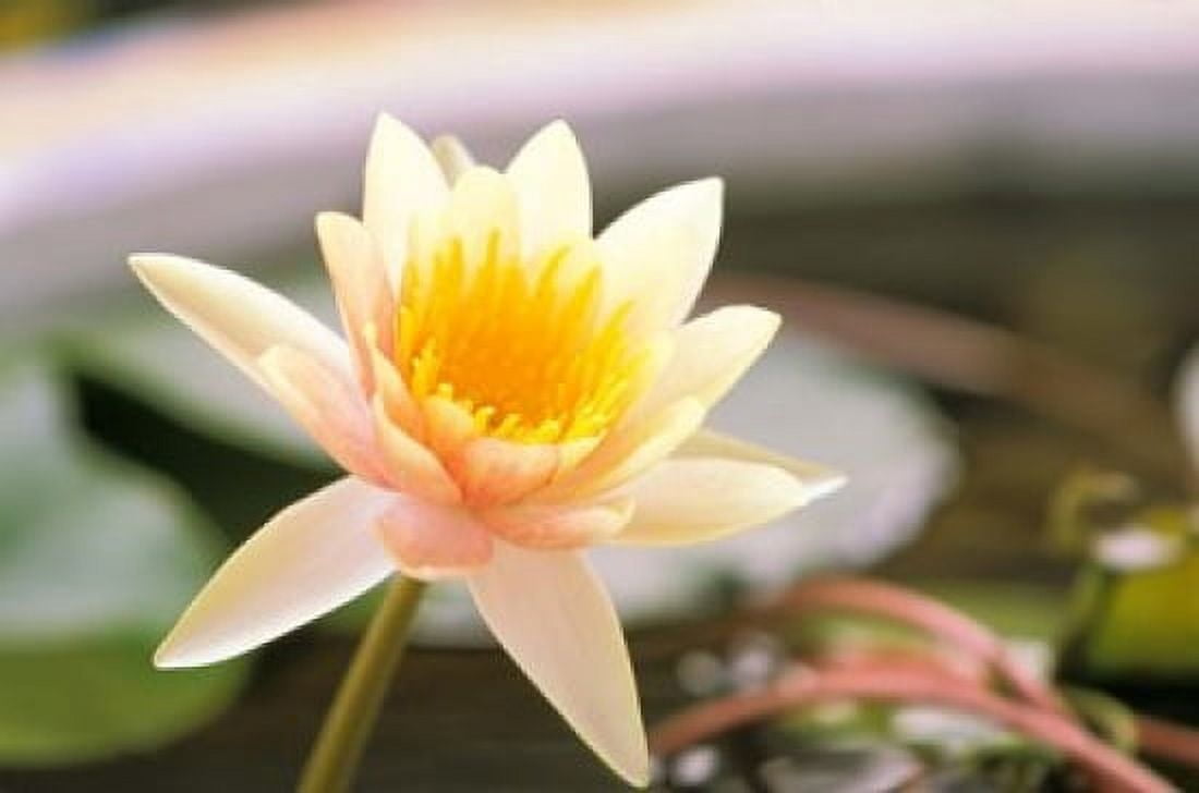 Water Lily flower Ayuthaya Thailand Canvas Art - Russell Young DanitaDelimont (27 x 18)