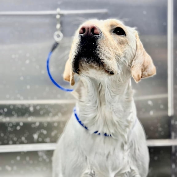 Water Nylon Grooming Loop Leash for Dogs with Metal Noose and Table Restraint Easy to Clean Fits Grooming Tubs and Tables Salon and Safe Handling, 130 cm, Blue