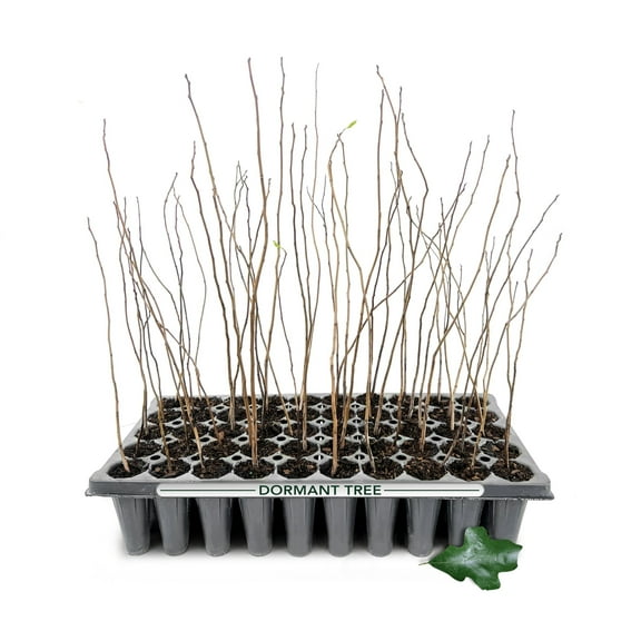 Water Oak Tree | 3 Live Plants | Quercus Nigra | Fast-Growing Shade | Versatile Landscaping