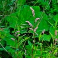 thumbnail image 1 of Water Pepper Herb Gardening Seeds - Akatade - 1 Oz ~10500 Seeds - Non-GMO, Heirloom - Microgreens & Herb Gardening, 1 of 1