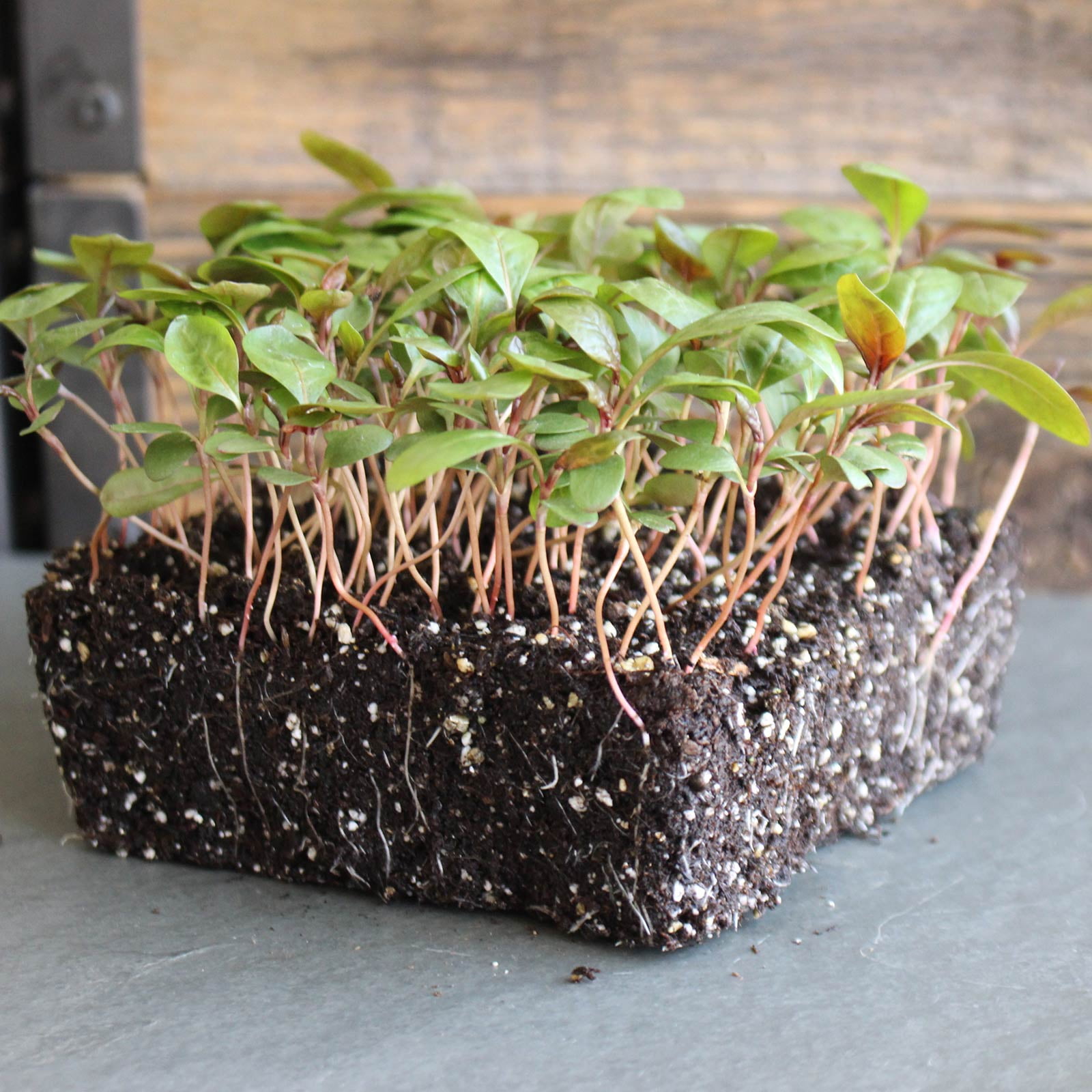 Water Pepper Seeds - 4 Oz Bulk - Non-GMO Culinary Herb Garden & Microgreens - AKA: Asian Marshpepper, Knotweed, Smartweed