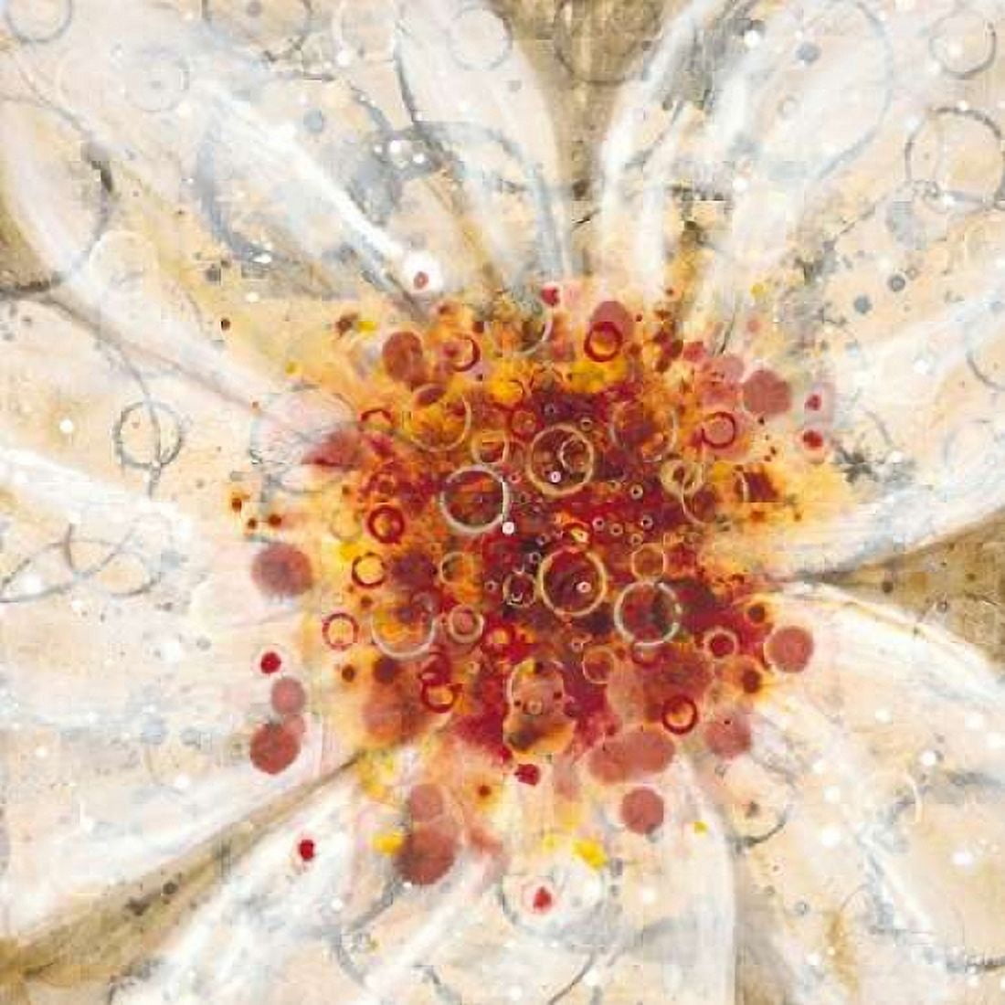 Water Poppy 1 Canvas Art - Dennis Dascher (24 x 24)