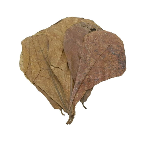 Water Purification Tablets and Natural Catappa Leaves for Aquarium Environments