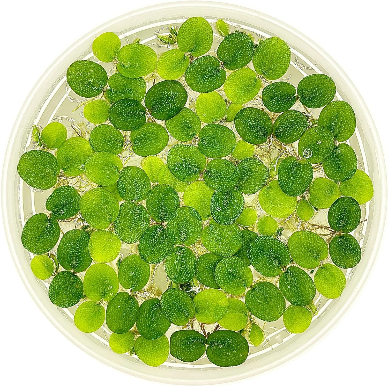 Water Spangle, Salvinia Minima, Live Aquarium/Aquatic/Freshwater