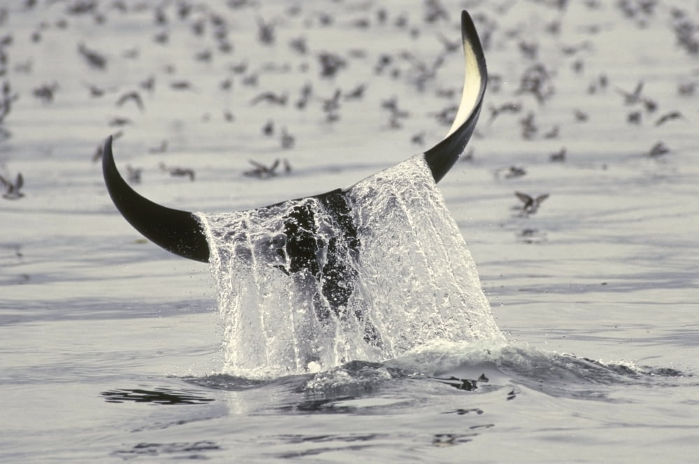 Water Spills Over The Fluke Of A Diving Killer Whale Southeast Alaska Alexander Archipelago Tongass National Forest Canvas Art - Ron Sanford Design Pics (17 x 11)