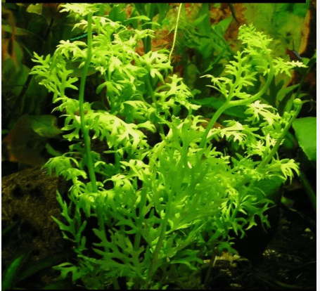 Water Sprite (Ceratopteris siliquosa) Live Aquarium Plant – Easy Freshwater Plant for Planted Tanks