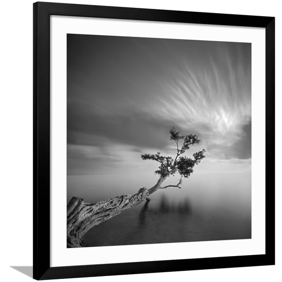 Art.com Water Tree 3 Photographic Print by Moises Levy, Black Frame Wall Art, 38" x 38"