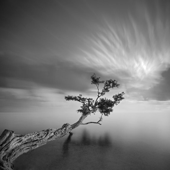Art.com Water Tree 3 Photographic Print by Moises Levy, 24" x 24"