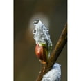 thumbnail image 1 of Water beads cling to willow catkins after a recent rain; Astoria Oregon United States of America Poster Print by Rober, 1 of 3
