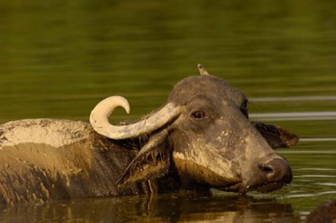 Water buffalo Wildlife Bharatpur village INDIA Canvas Art - Pete Oxford DanitaDelimont (29 x 19)