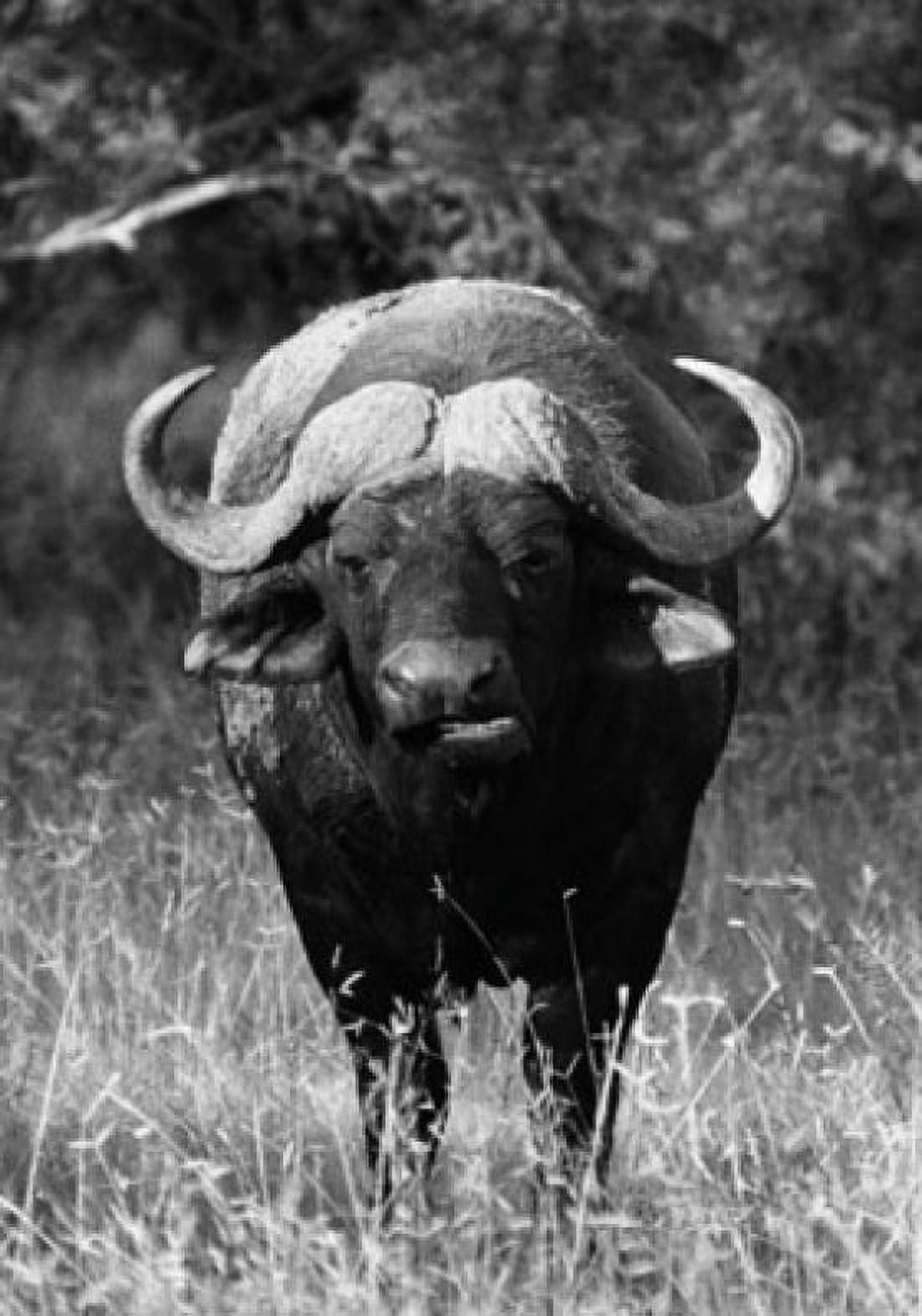 Water buffalo in a field (Bubalus bubalis) Canvas Art - (24 x 36)