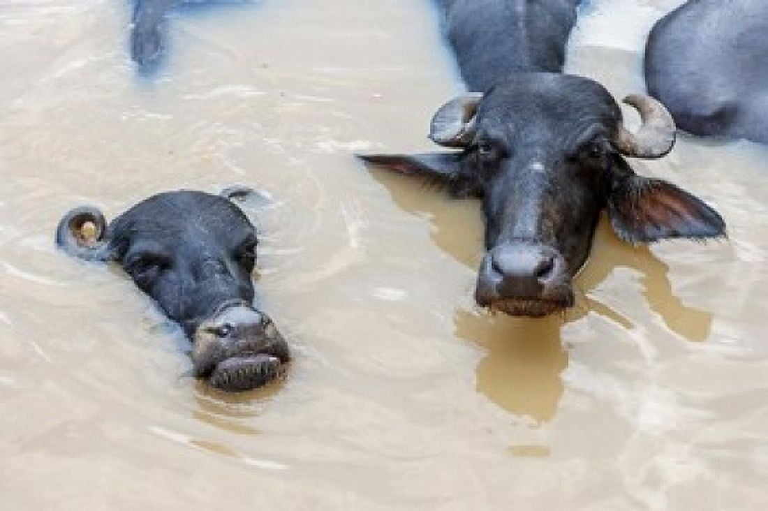Water buffalos in Ganges River Varanasi India Canvas Art - Ali Kabas DanitaDelimont (17 x 11)